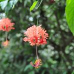  Pink Flower, Ecuador 2010